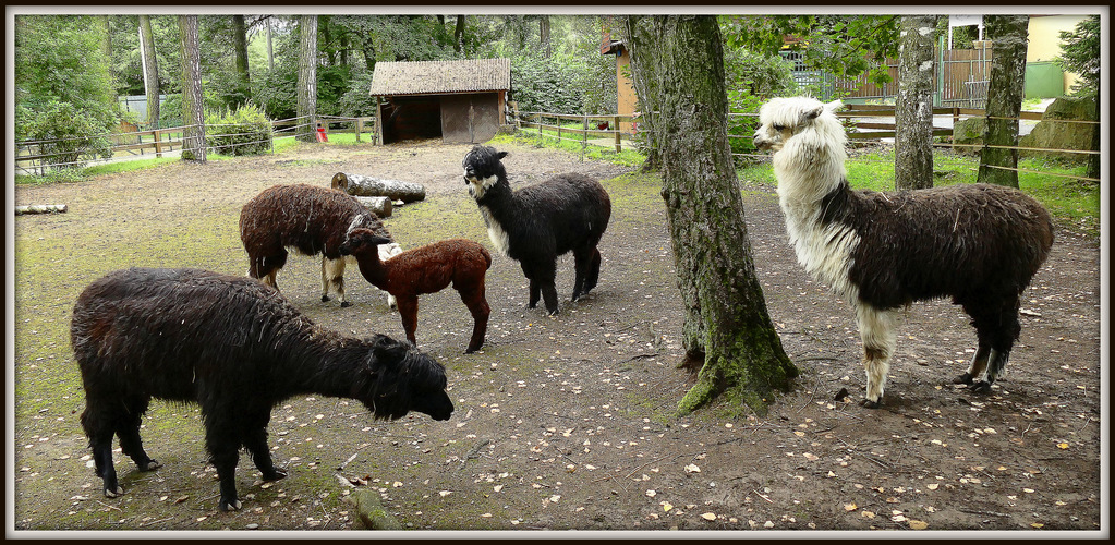 a pohľad do ZOO .....