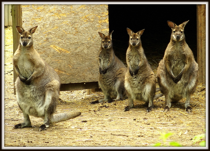 aj malé kengury sú tam tiež .......