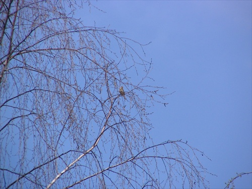 Vtáčik speváčik na Bukovej