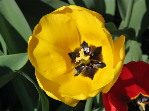 Pohľad do jadra tulipánu