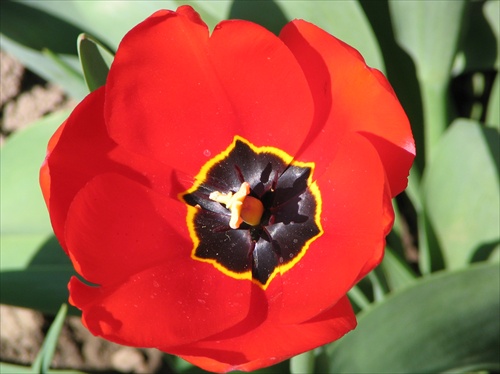 Pohľad do jadra tulipánu 2