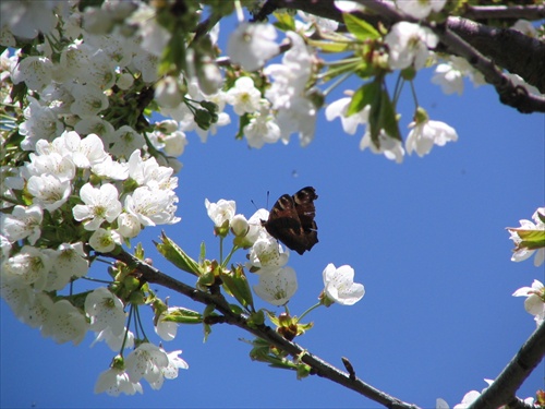 Motýľ na čerešňovom kvete