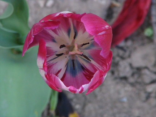Pohľad do jadra tulipánu 3