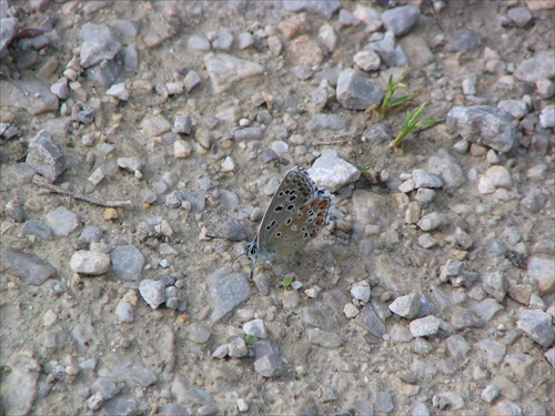 Motýľ 3