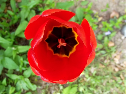 Pohľad do srdca tulipánu