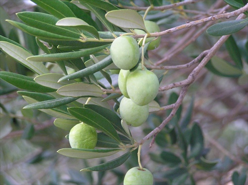 plody olivovníka