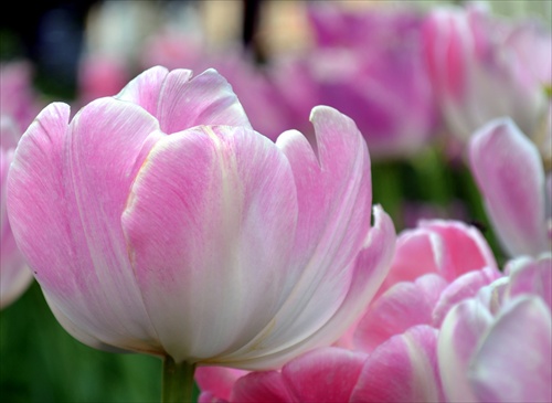 tulipán