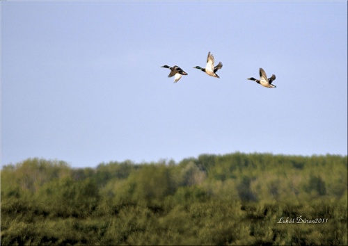 Trio (rozklik, prosim)