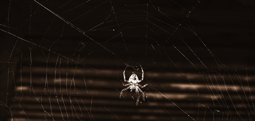 Spider