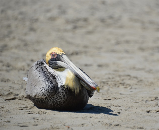 siesta pelikána hnedého