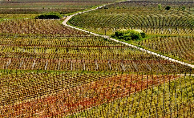 geometria jarných vinohradov