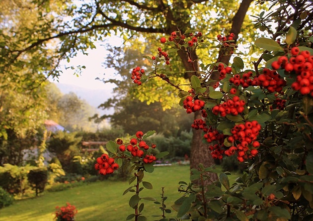 záhrada jeseňou maľovaná