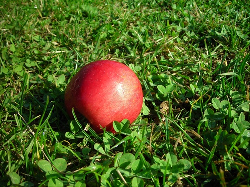 Jablko v tráve - Zvolen chata