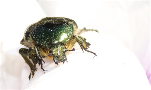 scarabeus