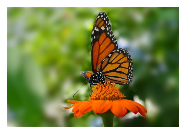 Monarcha sťahovavý