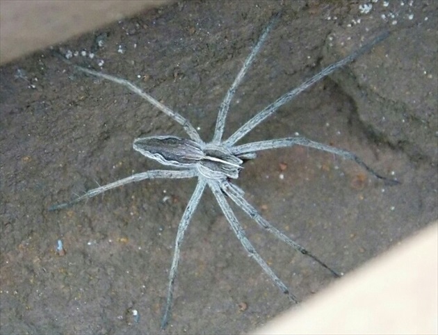 Pavúk medzi kolajnicou