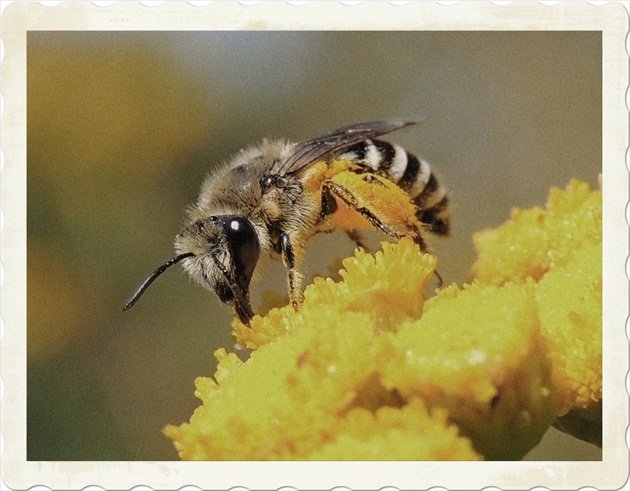 Mladá včela zbiera peľ
