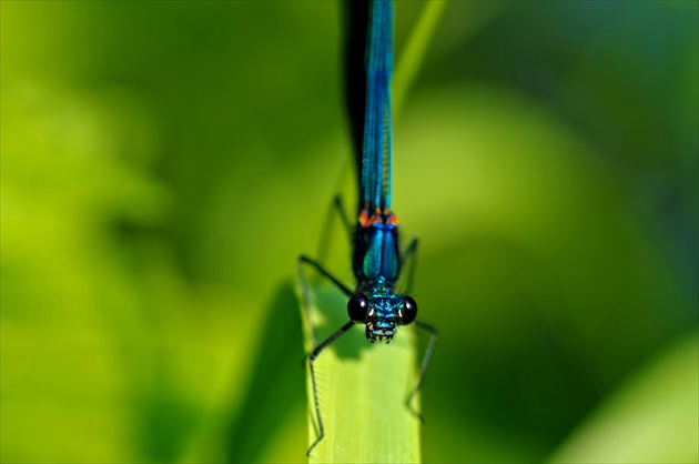 Vážka Modrá