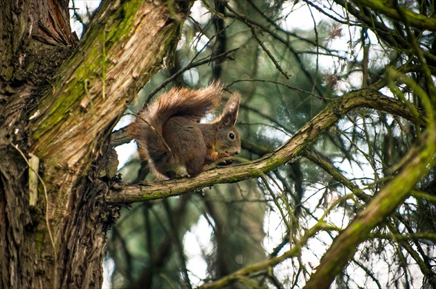 Veverica hrdzavá