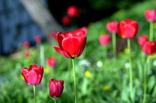 Tulips :)