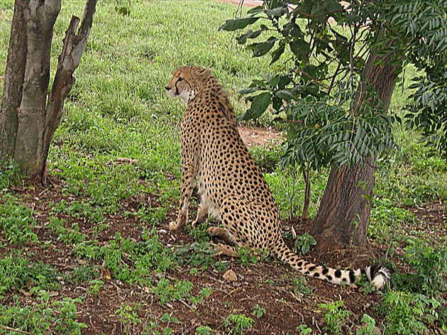 Gepard (cheetah)