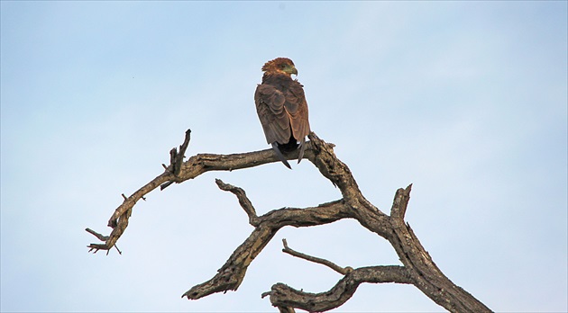 Brown Snake-Eagle