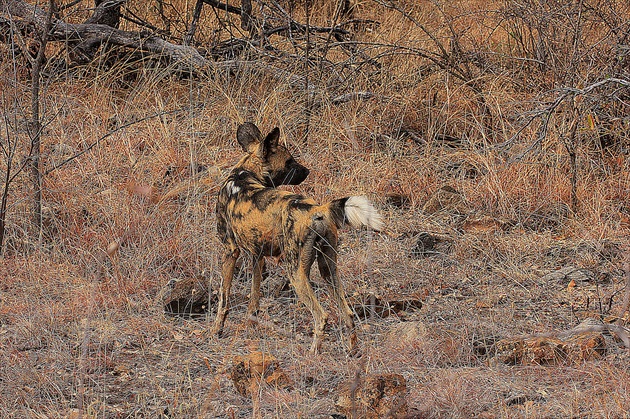 Wild dog (pes hyenovitý)