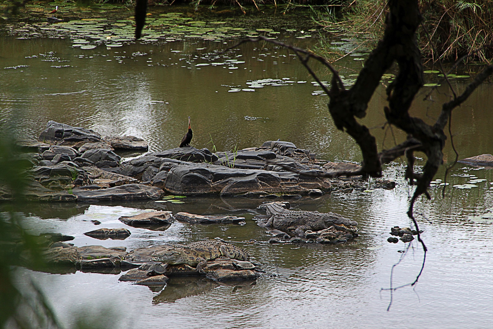 Zátišie krokodílov