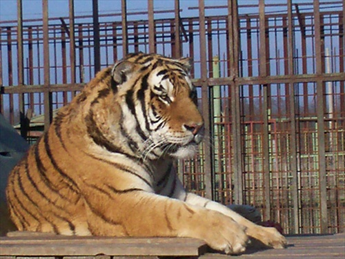 Tiger Backo