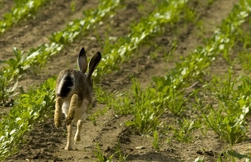 Zajac na jednej nohe :)