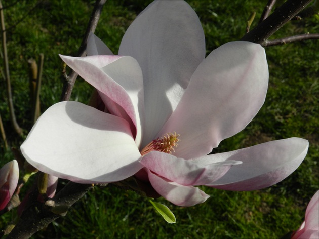 magnolia už kvitne