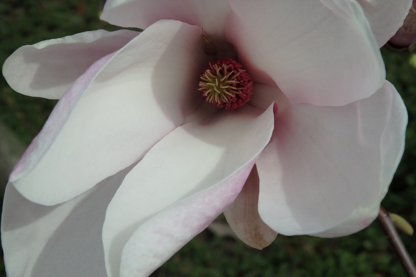 magnolia v kvete