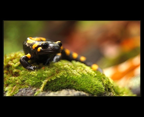Salamandra I