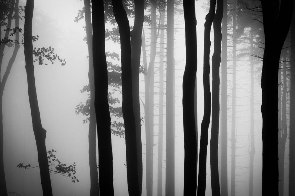 tajomny les