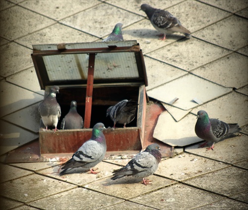 Lepsi holub na streche...:-)