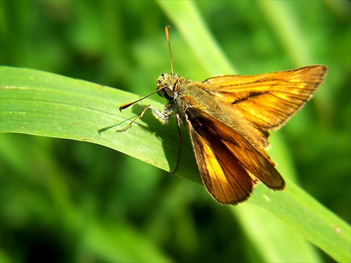 motýľovka 2