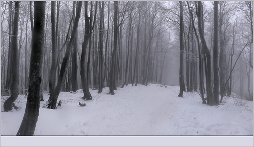 zimný les