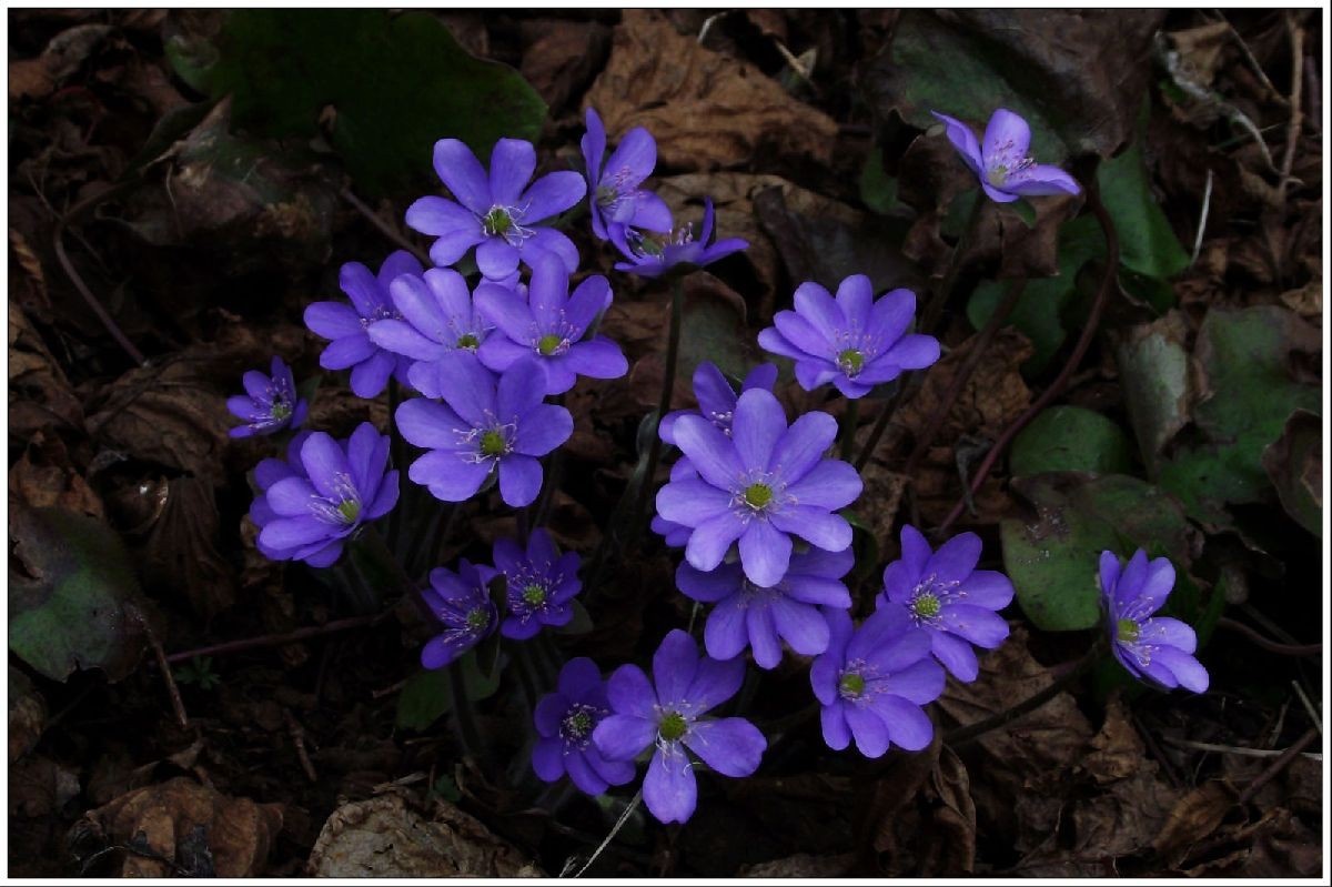 kvety v lese Flog.sk