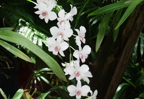 Zmyselná orchidea