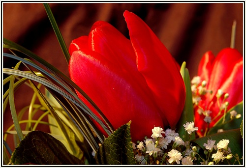 Valentínsky tulipán