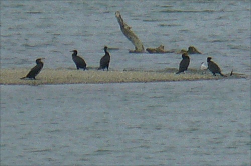 vtáčíky na Dunaji
