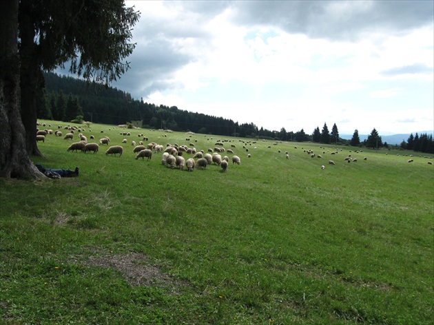 Pastier stráži ovečky