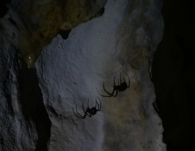 V jaskyni