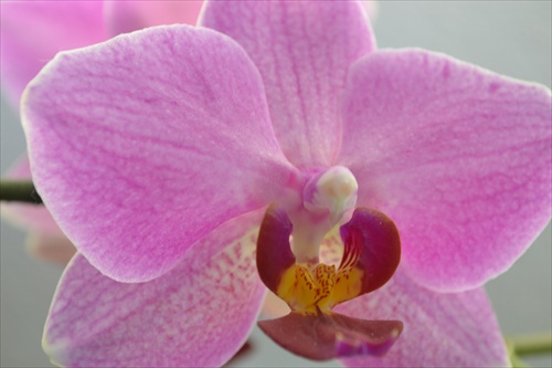 Najkrajšia orchidea