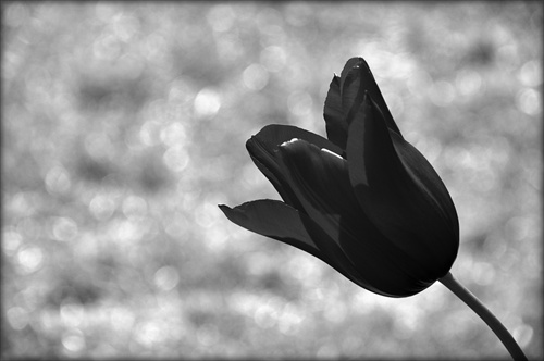 takmer čierny tulipán...