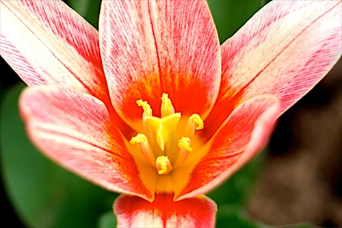Tulipán pre Julku