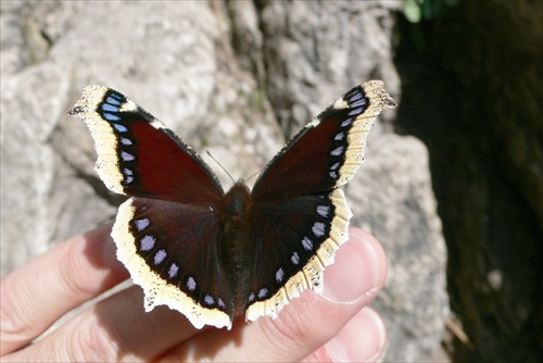 Skrotenie motýľa