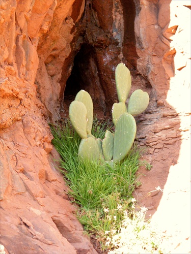 kaktus v...diere