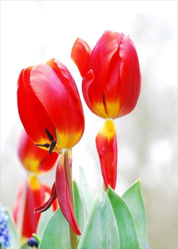 Cervene tulipany