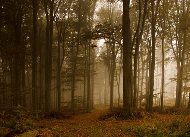 Jesenná prechádzka lesom